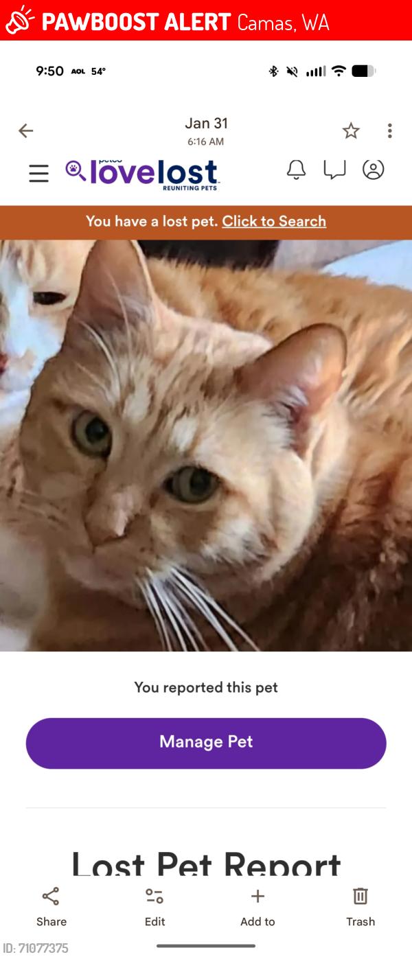 Lost Male Cat last seen SE 197TH Place and 3rd Way Camas. Westridge Neighborhood , Camas, WA 98607