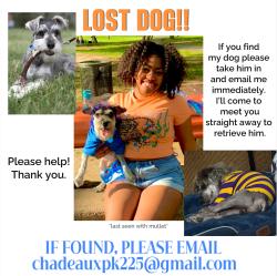 Lost Male Dog last seen W 70th near Goodwill, Shreveport, LA 71109