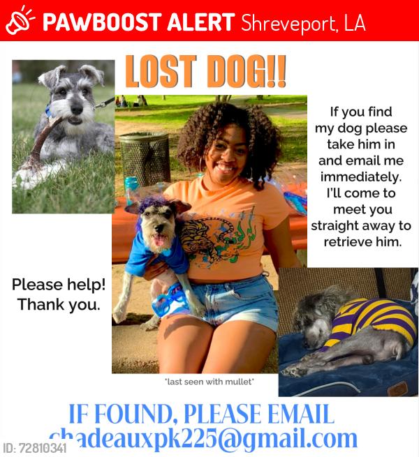 Lost Male Dog last seen W 70th near Goodwill, Shreveport, LA 71109