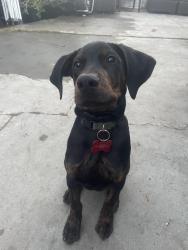 Lost Male Dog last seen Rancho california/ Moraga , Temecula, CA 92591