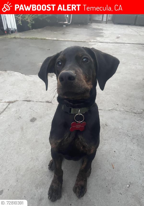 Lost Male Dog last seen Rancho california/ Moraga , Temecula, CA 92591