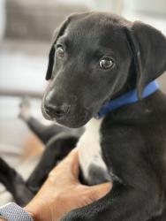 Found/Stray Male Dog last seen Avondale pizza parking lot , Decatur, GA 30030