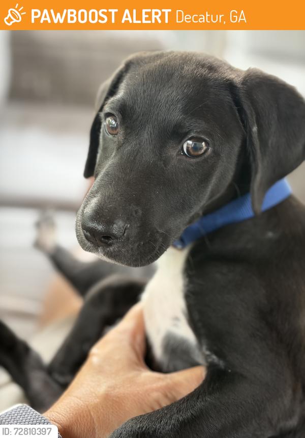 Found/Stray Male Dog last seen Avondale pizza parking lot , Decatur, GA 30030