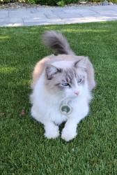 Lost Female Cat last seen Tamarisk, Palm Desert, CA 92211