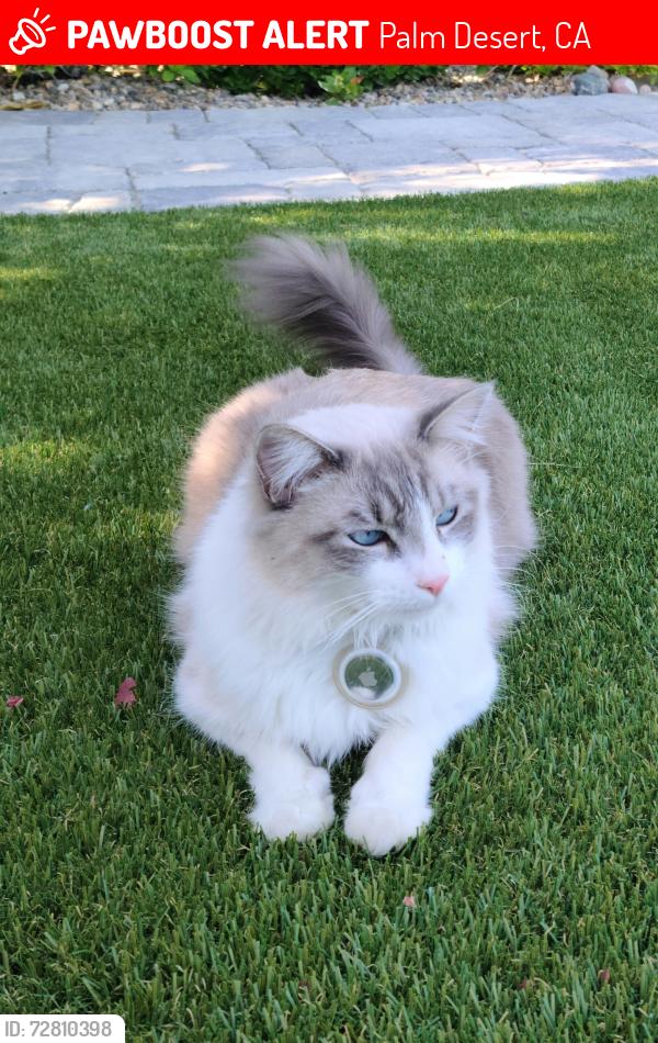 Lost Female Cat last seen Tamarisk, Palm Desert, CA 92211