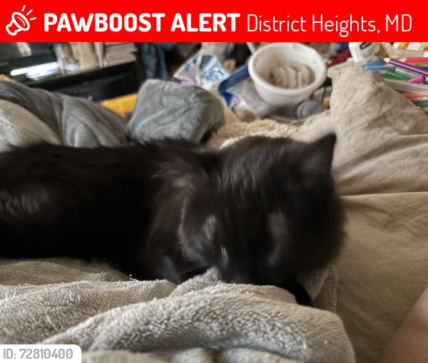 Lost Male Cat last seen Richie road, District Heights, MD 20747