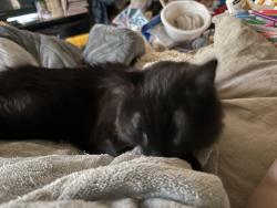 Lost Male Cat last seen Richie road, District Heights, MD 20747