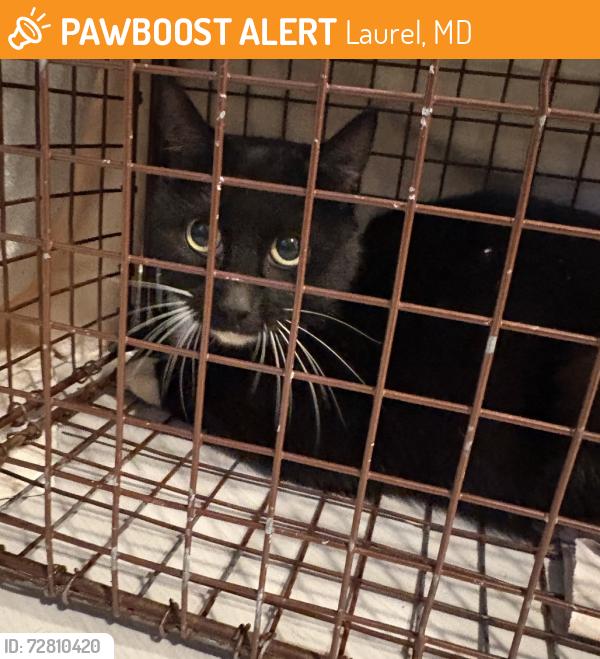 Found/Stray Female Cat last seen 7th St and Montrose Ave, Laurel, MD 20707
