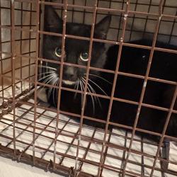 Found/Stray Female Cat last seen 7th St and Montrose Ave, Laurel, MD 20707