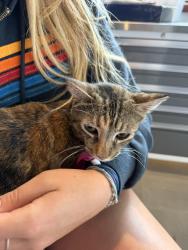 Found/Stray Female Cat last seen SDSU area , San Diego, CA 92115