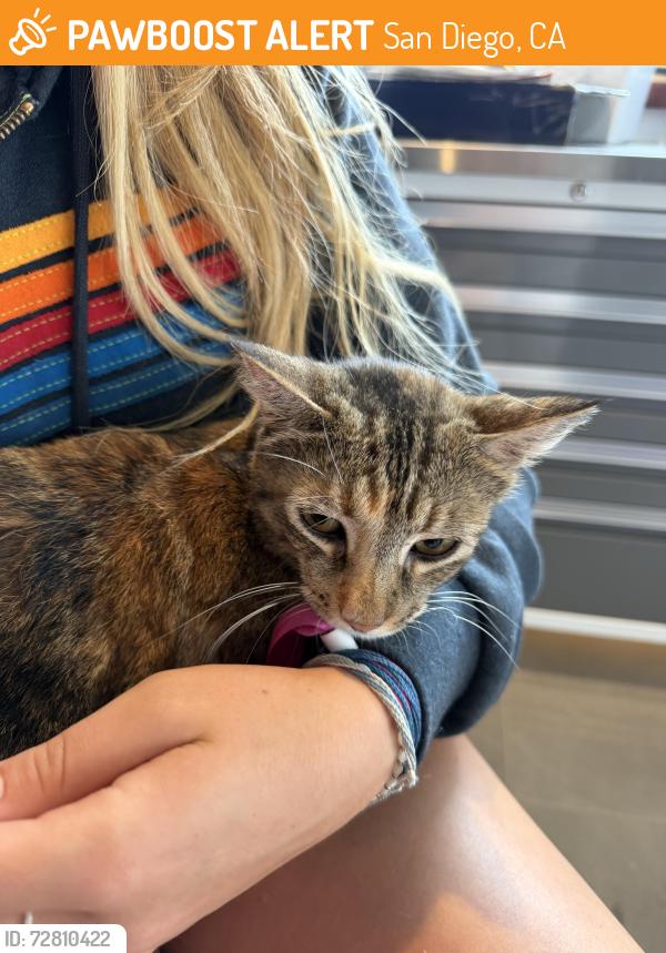 Found/Stray Female Cat last seen SDSU area , San Diego, CA 92115
