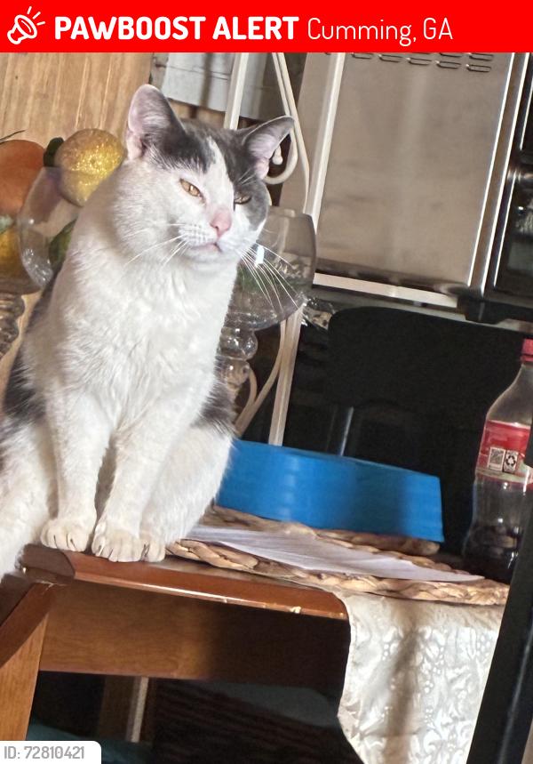 Lost Male Cat last seen Ivy walk subdivision , Cumming, GA 30041