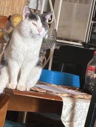 Lost Male Cat last seen Ivy walk subdivision , Cumming, GA 30041