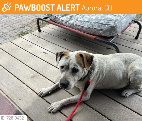 Found/Stray Female Dog last seen 22nd and Dayton , Aurora, CO 80010