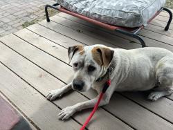 Found/Stray Female Dog last seen 22nd and Dayton , Aurora, CO 80010