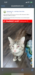 Lost Male Cat last seen Idlewild dr, Tallahassee, FL 32311
