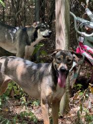 Found/Stray Unknown Dog last seen Appletree ln west columbia sc, Lexington County, SC 29170