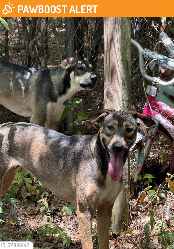 Found/Stray Unknown Dog last seen Appletree ln west columbia sc, Lexington County, SC 29170
