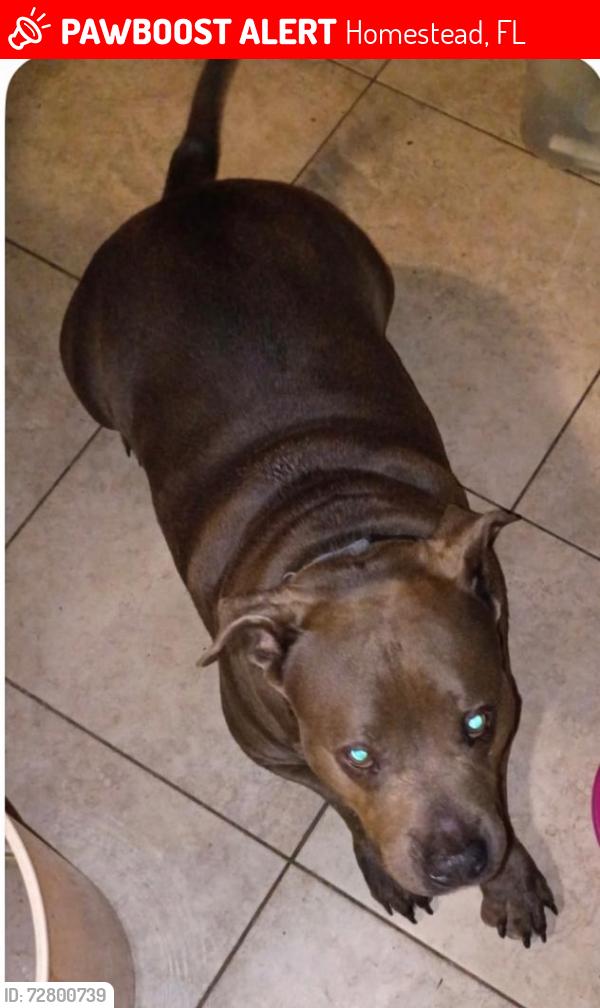Lost Male Dog last seen SW 162 Ave and 209 Terrace, Homestead, FL 33030