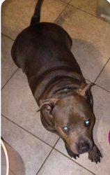 Lost Male Dog last seen SW 162 Ave and 209 Terrace, Homestead, FL 33030