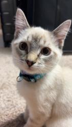 Lost Male Cat last seen Big creek state park, Polk City, IA 50226