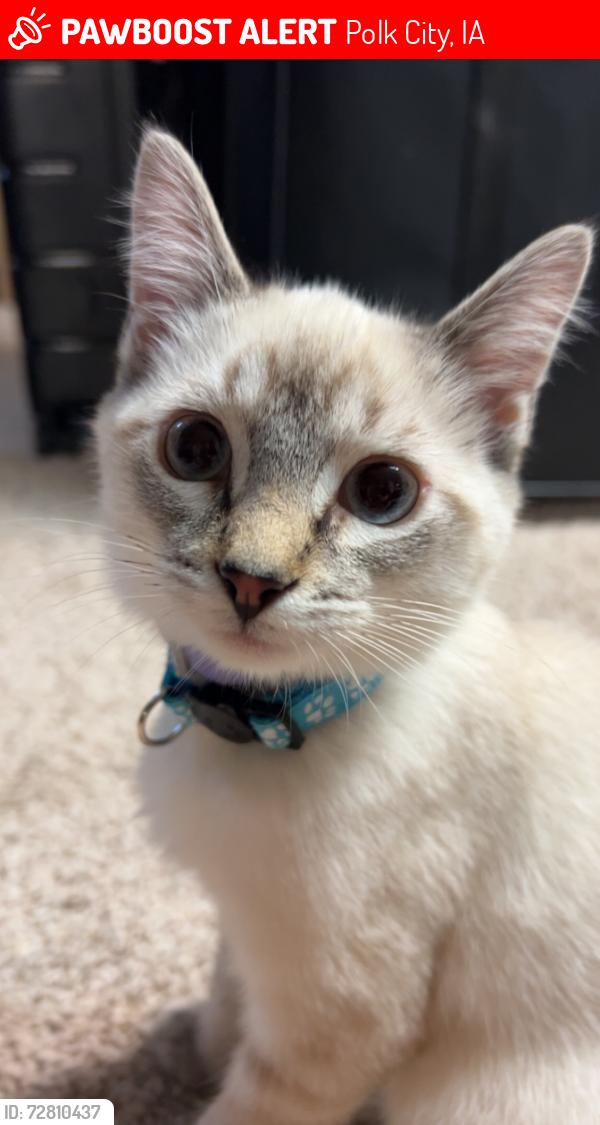 Lost Male Cat last seen Big creek state park, Polk City, IA 50226