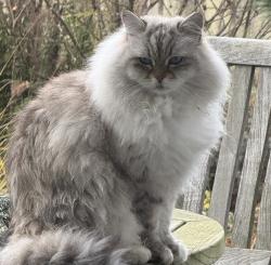 Lost Male Cat last seen Edison, Edison, WA 98232