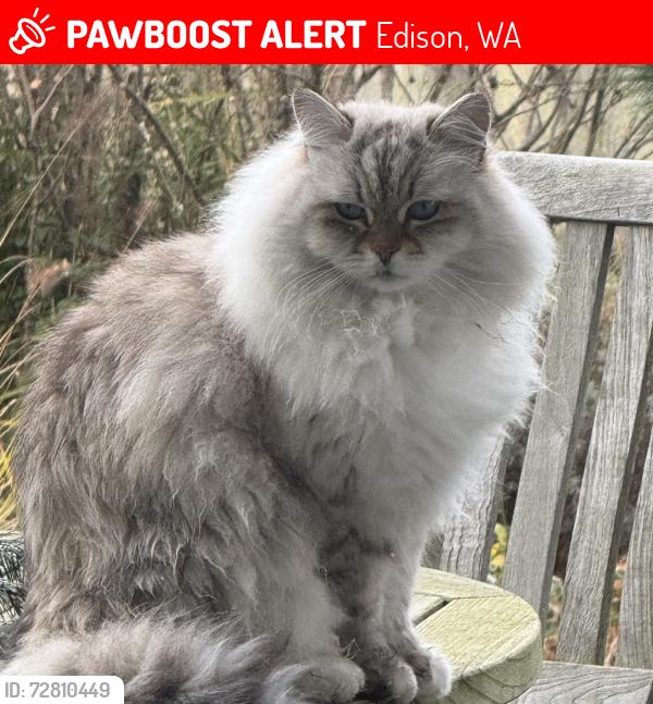 Lost Male Cat last seen Edison, Edison, WA 98232