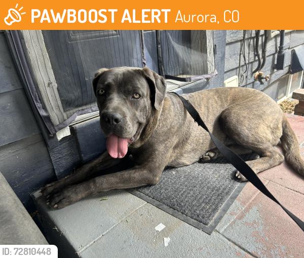 Found/Stray Female Dog last seen 22nd and Dayton, Aurora CO, Aurora, CO 80010