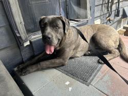 Found/Stray Female Dog last seen 22nd and Dayton, Aurora CO, Aurora, CO 80010