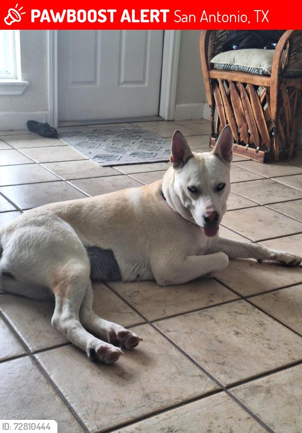 Lost Female Dog last seen Ingram, San Antonio, TX 78228