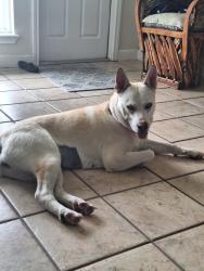 Lost Female Dog last seen Ingram, San Antonio, TX 78228