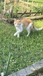 Found/Stray Male Cat last seen Raden Dr / Lealand, Lebanon, TN 37087