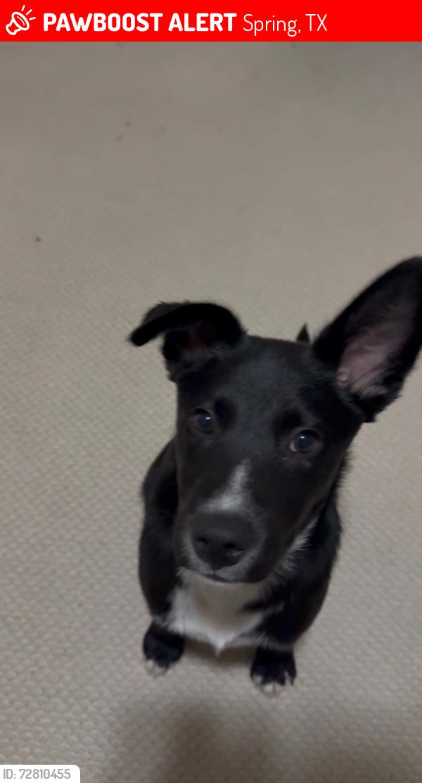 Lost Male Dog last seen Northgate Crossing Blvd, Spring, TX 77373