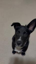 Lost Male Dog last seen Northgate Crossing Blvd, Spring, TX 77373