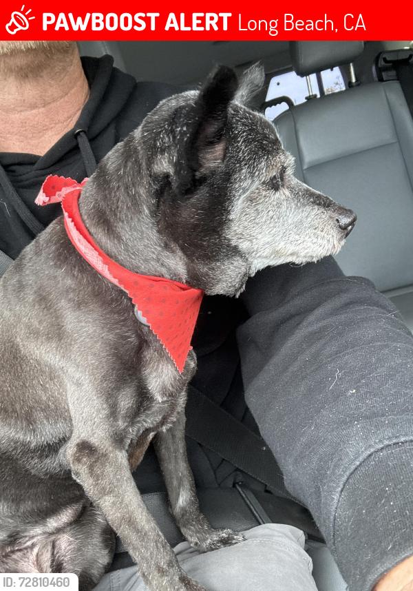 Lost Unknown Dog last seen 6th pine, Long Beach, CA 90802