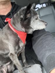 Lost Unknown Dog last seen 6th pine, Long Beach, CA 90802