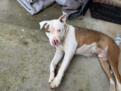 Found/Stray Male Dog last seen Close to hillcrest circle K, Mobile, AL 36693