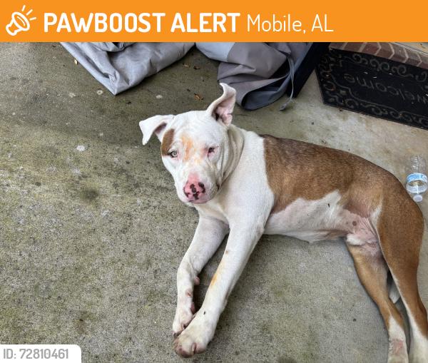 Found/Stray Male Dog last seen Close to hillcrest circle K, Mobile, AL 36693