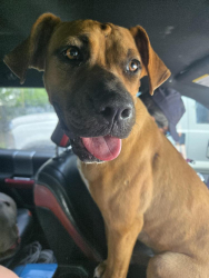 Found/Stray Female Dog last seen Foster & Alice, Houston, TX 77021