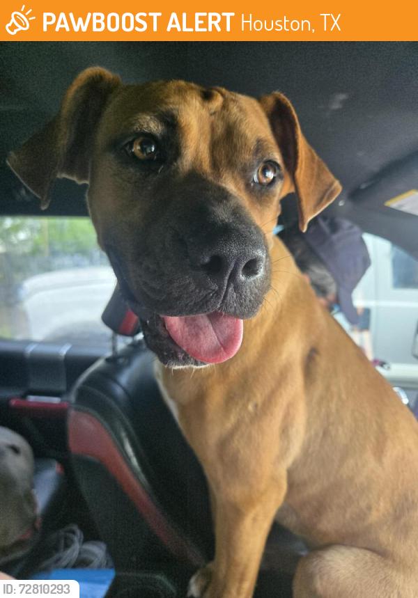 Found/Stray Female Dog last seen Foster & Alice, Houston, TX 77021