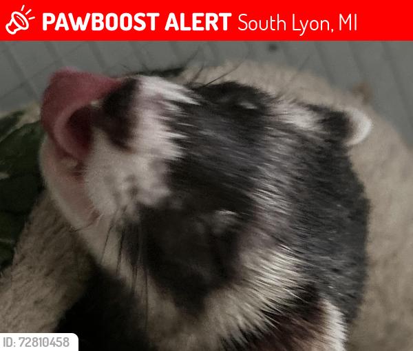 Lost Female Ferret last seen South lyon mi, South Lyon, MI 48178
