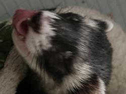 Lost Female Ferret last seen South lyon mi, South Lyon, MI 48178