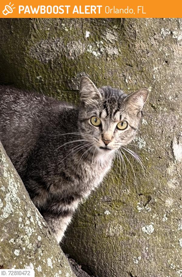 Found/Stray Unknown Cat last seen W grant st, s orange ave, Orlando, FL 32806