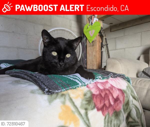 Lost Male Cat last seen Midway and Washington , Escondido, CA 92046