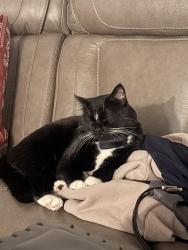 Lost Male Cat last seen Sunland park dr and festival , El Paso, TX 79912