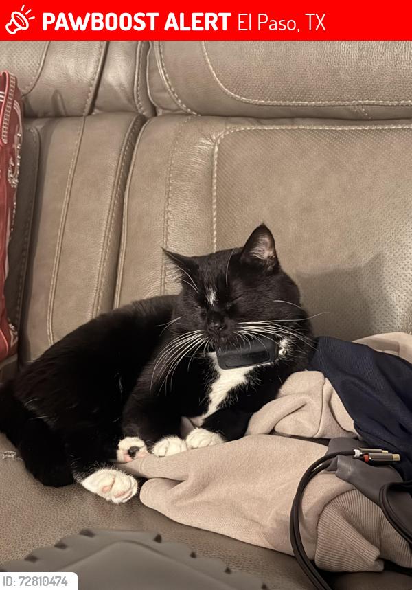 Lost Male Cat last seen Sunland park dr and festival , El Paso, TX 79912