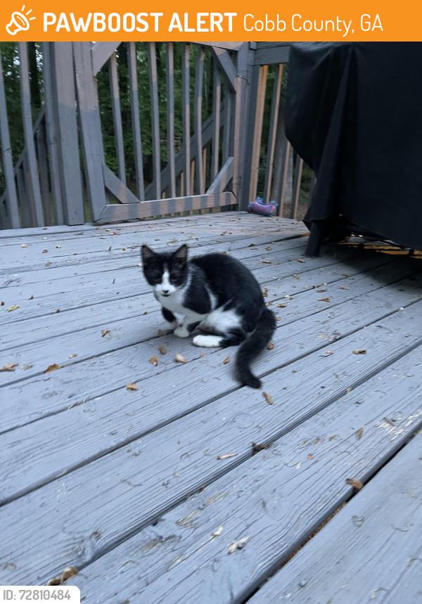 Found/Stray Male Cat last seen Dallas Highway / Burnt Hickory, Cobb County, GA 30064
