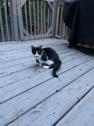 Found/Stray Male Cat last seen Dallas Highway / Burnt Hickory, Cobb County, GA 30064