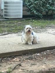 Found/Stray Male Dog last seen Near Atascocita shores Dr humble Tx 77346 , Humble, TX 77346